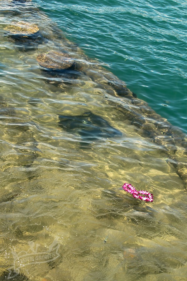 A single lei floats above the wreckage of USS Arizona (BB-39) during a remembrance ceremony in 2010. Photo courtesy Bonnie Grower Photography (c) 2010